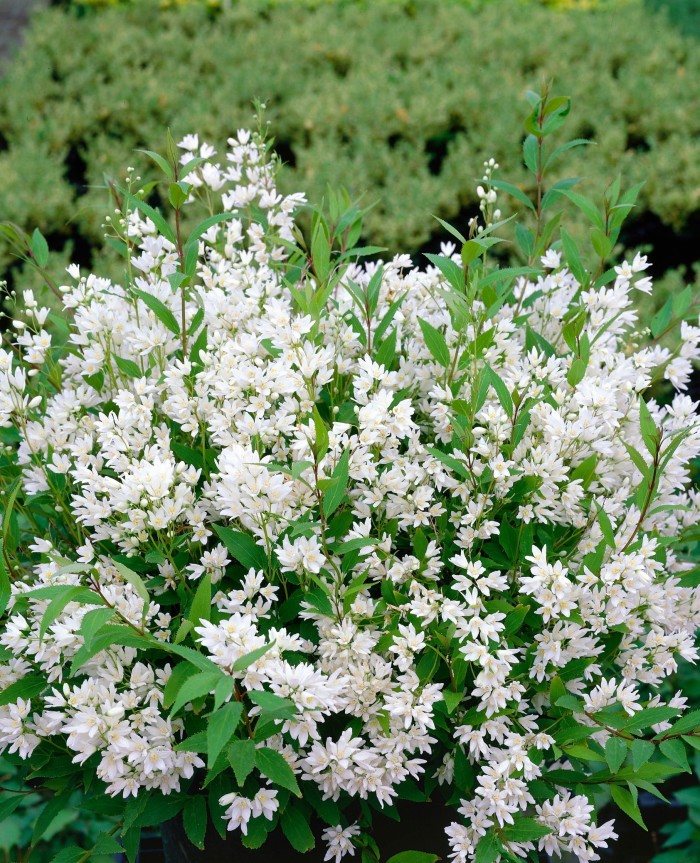 白色花朵的图片,Deutzia Nikko。
