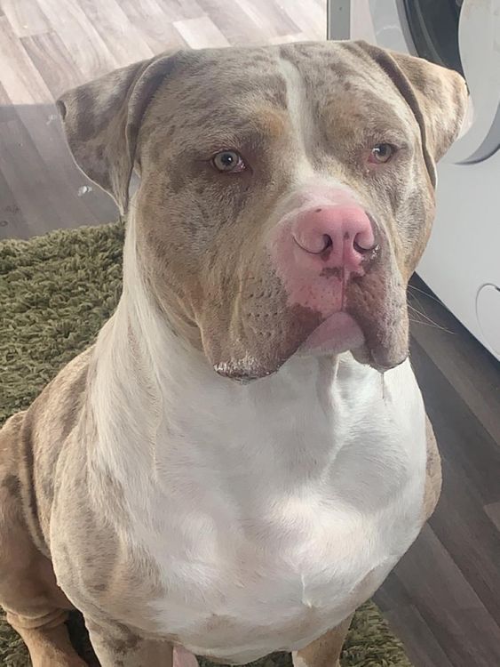 Bruno,被错误安乐死的 XL 恶霸