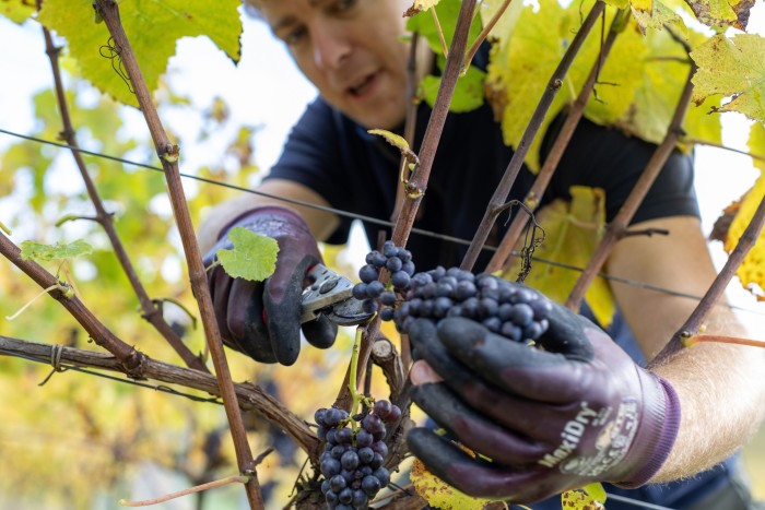 在 Denbies 庄园收获黑皮诺葡萄