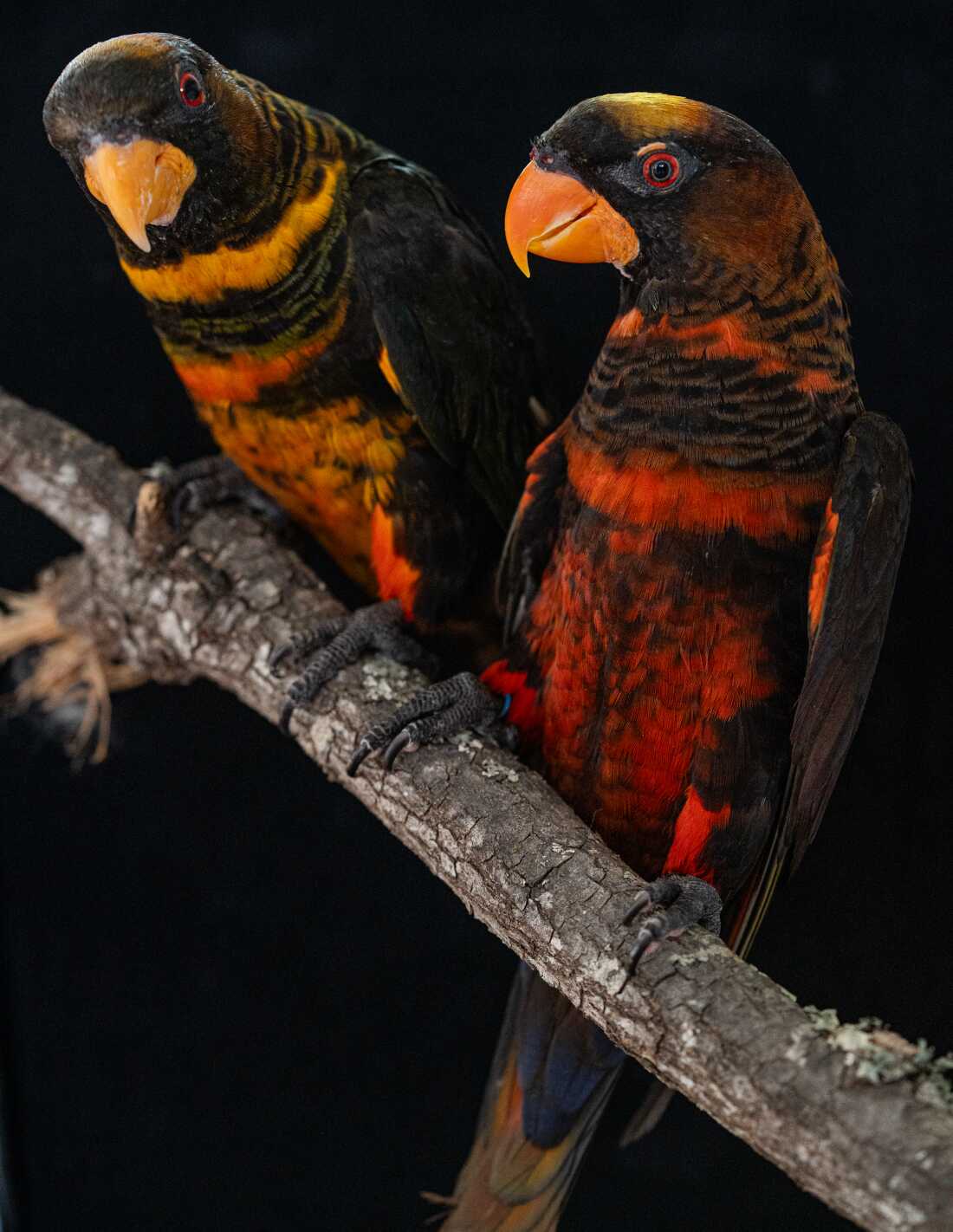 暗色鹦鹉(Pseudeos fuscata)是一种原产于新几内亚的鹦鹉,具有红色和黄色的颜色,在自然种群中共存。研究人员利用这种极其罕见的现象,鉴定出一种负责调节鹦鹉特有的红色和黄色色素——鹦鹉黄霉素表达的酶。