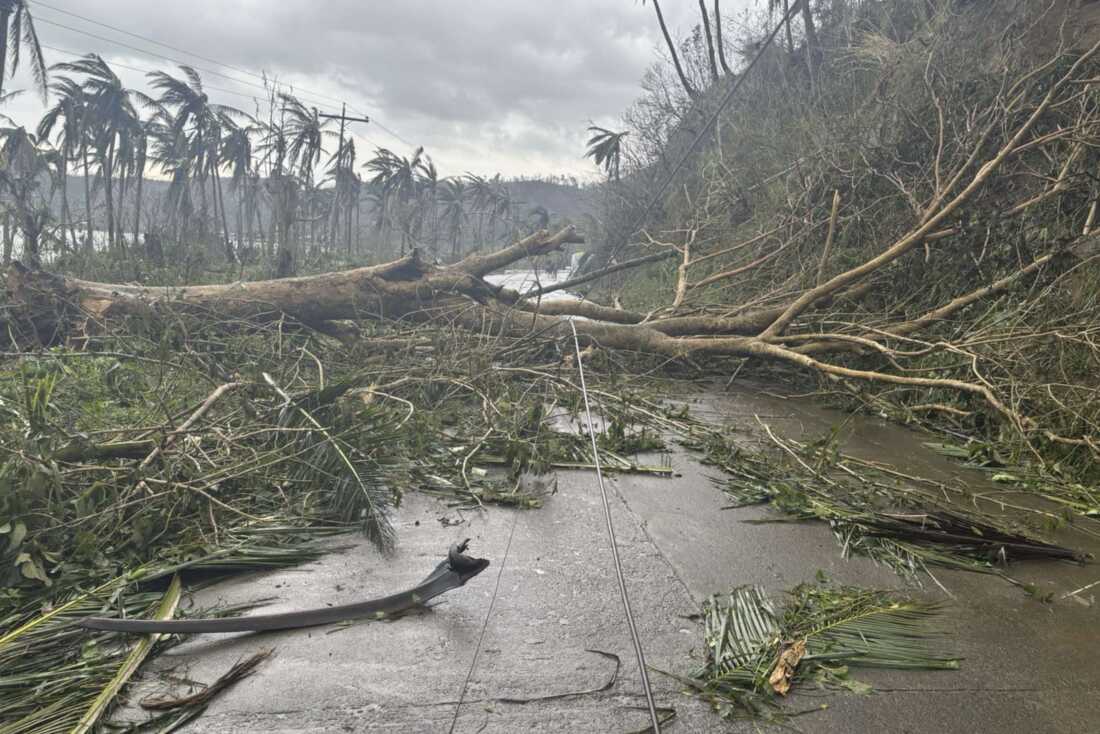 在这张由 MDRRMO Viga Catanduanes 提供的照片中,2024 年 11 月 17 日星期日,菲律宾东北部卡坦杜内斯省维加,台风“曼宜”造成的倒塌树木堵塞了一条道路。